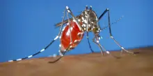 Con gli occhi delle zanzare: ecco perch&eacute; la citt&agrave; pu&ograve; diventare luogo ideale per Chikungunya e altre arbovirosi