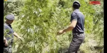 Cosenza, maxi coltivazione di marijuana: lintervento della Guardia di Finanza