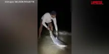 Trovano uno squalo tigre nel Massachusetts, la sorprendente battuta di pesca di due fratelli