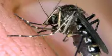 West Nile, chiude il cimitero di Cagliari per disinfestazione urgente