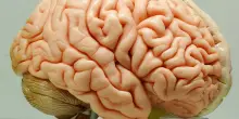 Il codice segreto dei neuroni: la memoria della nascita che costruisce il cervello