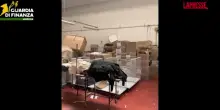 Carpi, 14 lavoratori in nero in sartoria: denunciati i titolari e maxi sanzione Sottotitolo: