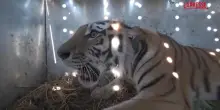 Kazakistan, la tigre dellAmur torna a popolare il sud-est