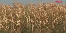 Caldo, in Bosnia bruciati molti raccolti di mais