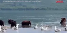 Russia, mamma orsa a pesca coi cuccioli: il video della battuta nel lago Kuril