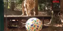 World Lion Day 2026, allo zoo di Londra sorpresa &ldquo;speziata&rdquo; per i leoni asiatici