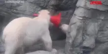 Giappone, un cucciolo di orso polare diventa virale per la sua passione per i coni stradali