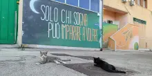 Gatti in carcere a Vasto, la colonia felina gestita da agenti e detenuti contro lo stress