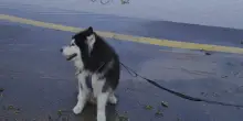 Cane husky lasciato solo per giorni senza acqua e cibo: denunciato un 26enne di Bologna
