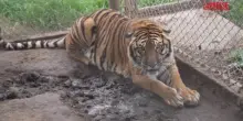 Argentina, 30 grandi felini lasciano l&rsquo;ex zoo di Luj&aacute;n: al via il trasferimento