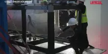Lacquario di Chicago accoglie quattro nuovi beluga