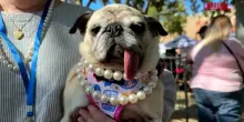 Jinny Lu vince il concorso per il cane pi&ugrave; brutto del mondo