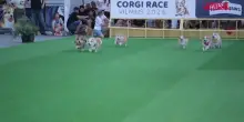 Lituania, 150 corgi in gara per la quinta edizione della Corgi Race