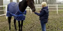 Varenne, morto il cavallo leggenda dell&rsquo;ippica. Minnucci: &ldquo;Era la mia famiglia&rdquo;
