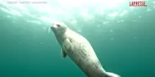 Russia, foca fa il bagno con gli umani e si lascia accarezzare: il video