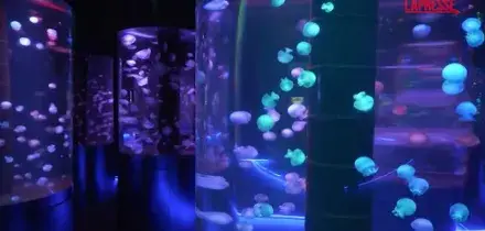 A Pompano Beach il primo museo dedicato alle meduse negli Stati Uniti