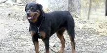 Trovato morto con segni di morsi di rottweiler a Nard&ograve;, accertamenti sui cani