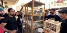 Iraq, al mercato di Baghdad in vendita animali di ogni tipo: anche scimmie, serpenti e lupi