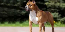 Sardegna, bimbo di 9 anni azzannato da due cani