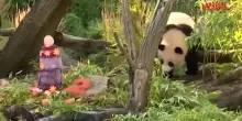 Berlino: le gemelle panda Leni e Lotti festeggiano il compleanno con una torta di ghiaccio