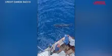 Massachusetts, pescato marlin da record: pesa quasi 600 kg