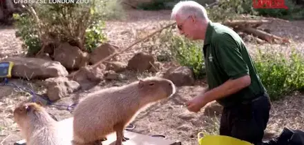 Capibara e pinguini salgono sulla bilancia per il controllo del peso: le immagini dallo zoo di Londra