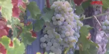 Caldo in Francia, vendemmia anticipata a Bordeaux