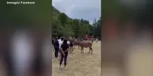 Abruzzo, un cervo circondato dai turisti si innervosisce e carica un uomo