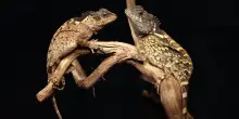 Scoperta in Thailandia la lucertola &ldquo;drago&rdquo;, l&rsquo;omaggio alla serie tv