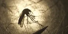 West Nile virus in Italia, la sfida 2026 passa attraverso i dati