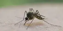 Malaria all&rsquo;aeroporto di Francoforte, se le zanzare viaggiano in stiva