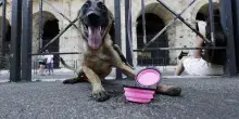 Giornata mondiale del cane 2026, in viaggio col proprio animale: 5 consigli per spostarsi in sicurezza