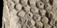 L&rsquo;identikit dell&rsquo;animale misterioso che scava reticoli sui fondali marini: lo studio