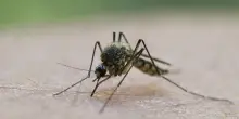 West Nile in Italia, 17 morti e il rischio endemia legato alle zanzare
