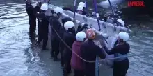 Il difficile viaggio di due beluga e quattro delfini dal Canada alla Spagna