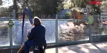 Australia, l&rsquo;arpista che incanta gli animali dello zoo