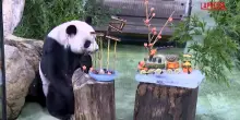 Taiwan, il panda pi&ugrave; anziano dellisola compie 22 anni