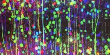 Neurogenesi: che cos&rsquo;&egrave; e il legame con la depressione