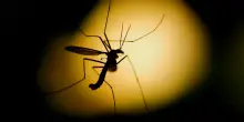 Arbovirosi in Italia, gli ultimi dati Iss e l&rsquo;effetto del grande caldo