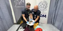 Testa di coccodrillo in valigia all&rsquo;aeroporto di Caselle: denunciato un passeggero italiano
