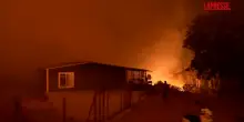 Maxi incendi in Turchia, centinaia di cani salvati dalle fiamme