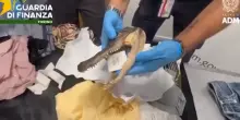 Torino, la Gdf sequestra una testa di coccodrillo nascosta in un bagaglio