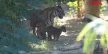 Grecia, lo zoo di Atene d&agrave; il benvenuto a tre cuccioli di tigre di Sumatra