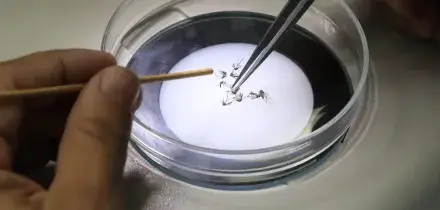 Dengue: 2 focolai a Lecce e Livorno e il clima ideale per le zanzare