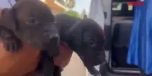 Gela, cani usati in combattimenti clandestini: polizia sequestra 13 pitbull