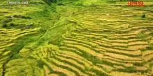 Cina, le risaie di Lianhe si tingono d&rsquo;oro: il video