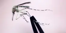 West Nile in Italia, la geografia di un virus da quasi 600 casi