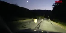Cina, avvistata una famiglia di tigre siberiana: l&rsquo;incontro ravvicinato con un automobilista