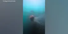 Medusa criniera di leone con tentacoli lunghi &ldquo;come un autobus&rdquo;: le immagini catturate in Galles