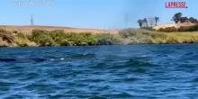 California, megattera avvistata nel Delta del Sacramento